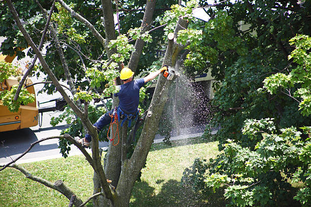 Lawn Watering Services in Janesville, IA